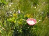 King Protea, Cynaroides