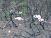 March Lilies giving some color to the burned patches