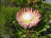 King Protea